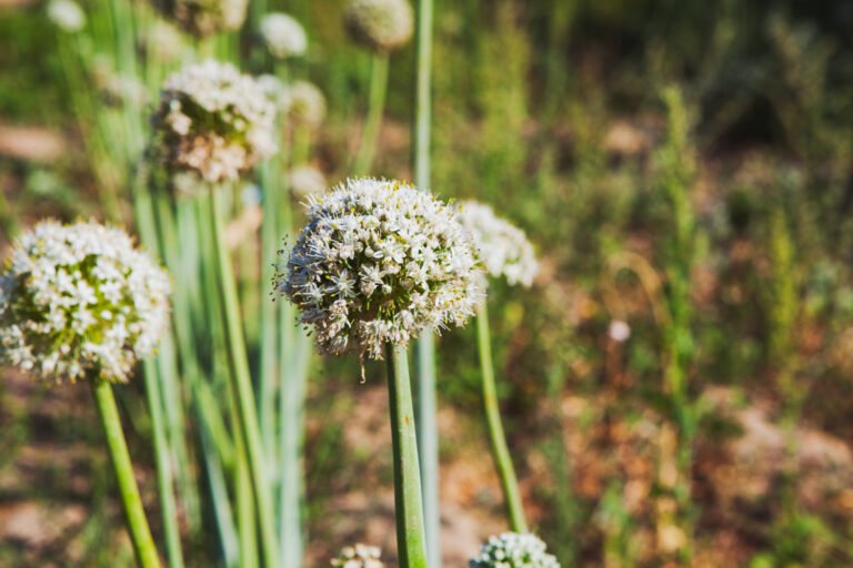 angelica plants wild side view
