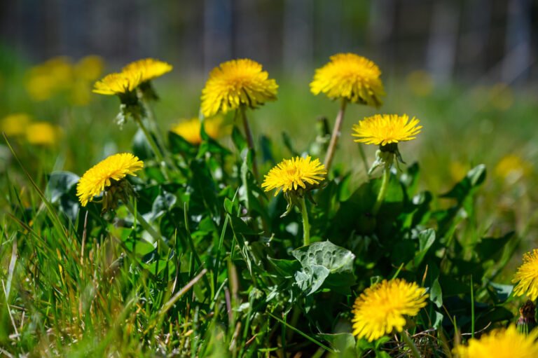 selective focus shot beautiful yellow flowers grass covered field