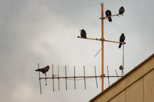 ce inaltime are adrian minune