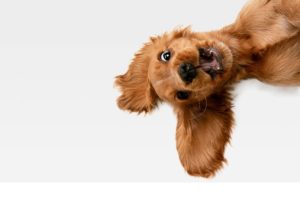 secretele hranei de top pentru animale de fermă și păsări exotice