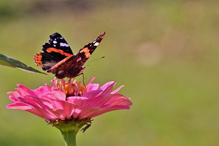 Recoltare celule stem: ce inseamna si cum se face pas cu pas