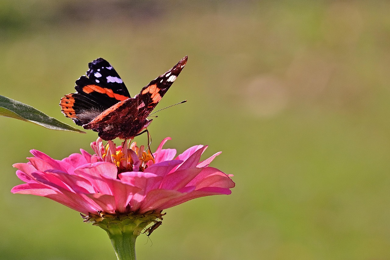 Recoltare celule stem: ce inseamna si cum se face pas cu pas