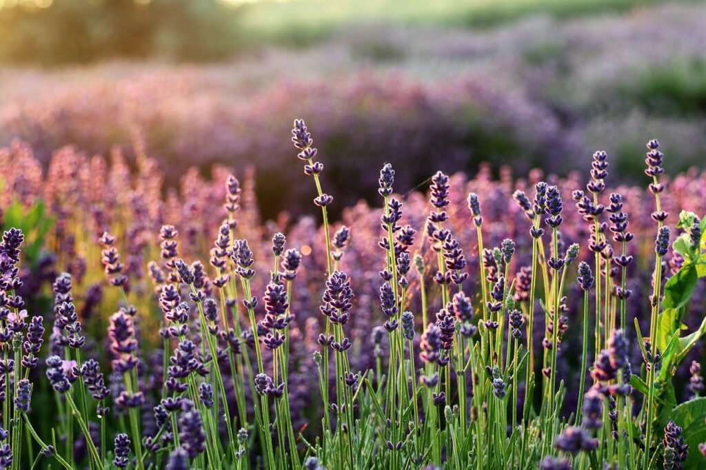 iubire cu parfum de lavanda actori